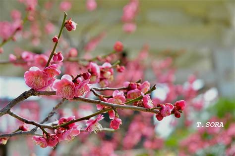 八掛梅|小島の八房の梅・数珠掛け桜